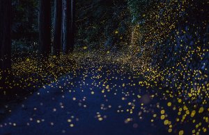 "Japanese Fireflies", Tsuneaki Hiramatsu